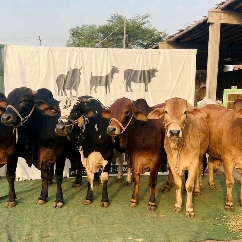 Mid East Farms livestock