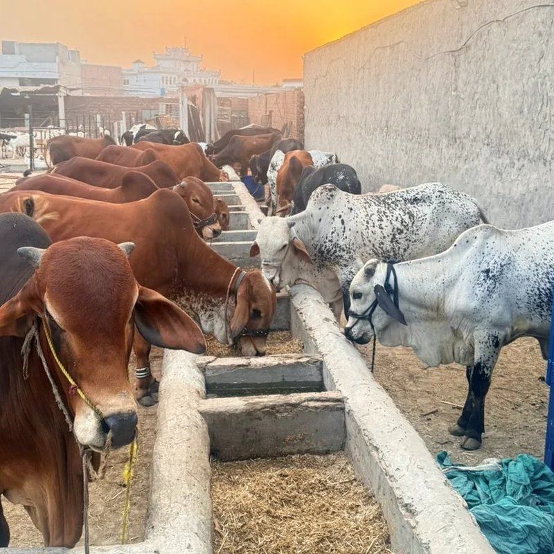 Mid East Farms livestock