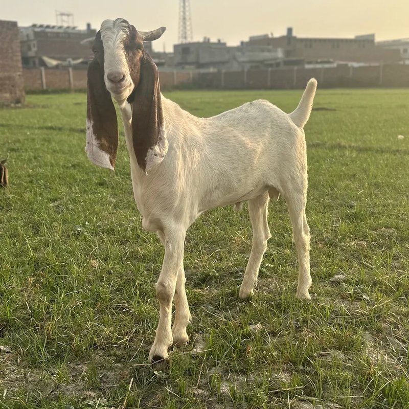 Mid East Farms livestock