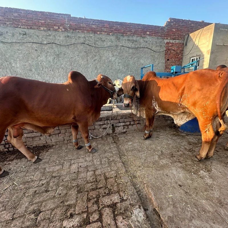 Mid East Farms livestock