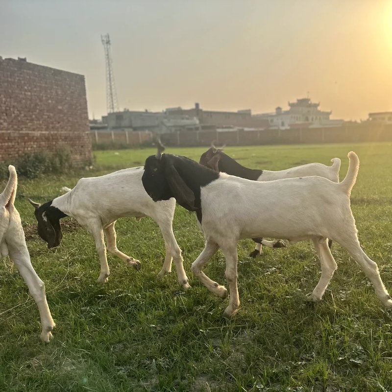 Mid East Farms livestock