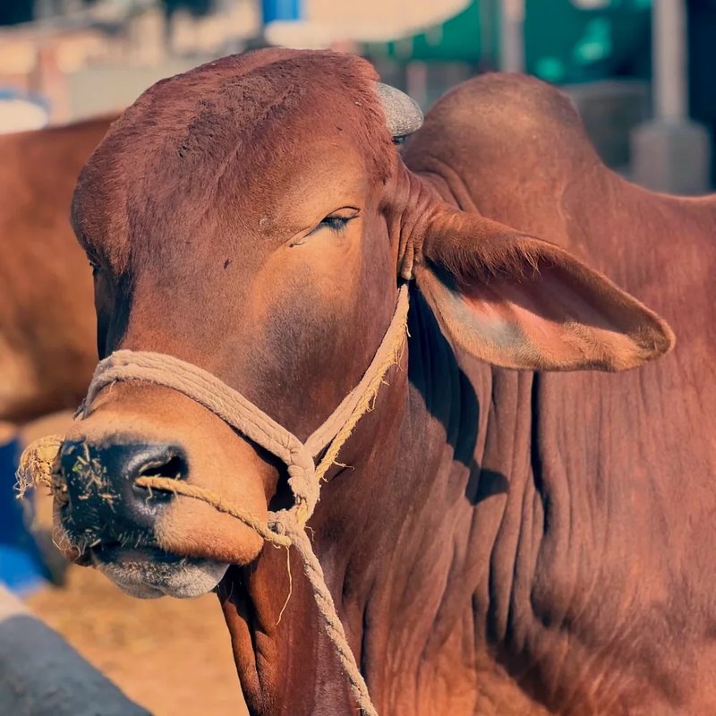 Mid East Farms livestock