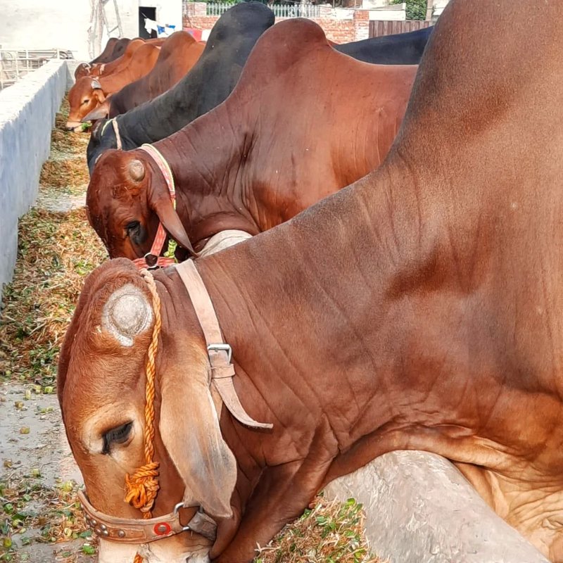 Mid East Farms livestock