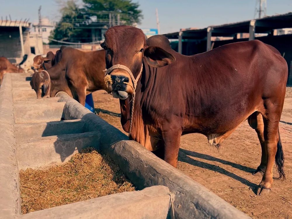 Bulls at Mid East Farms Lahore