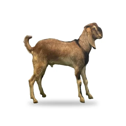 Economy Aqeeqah Goat