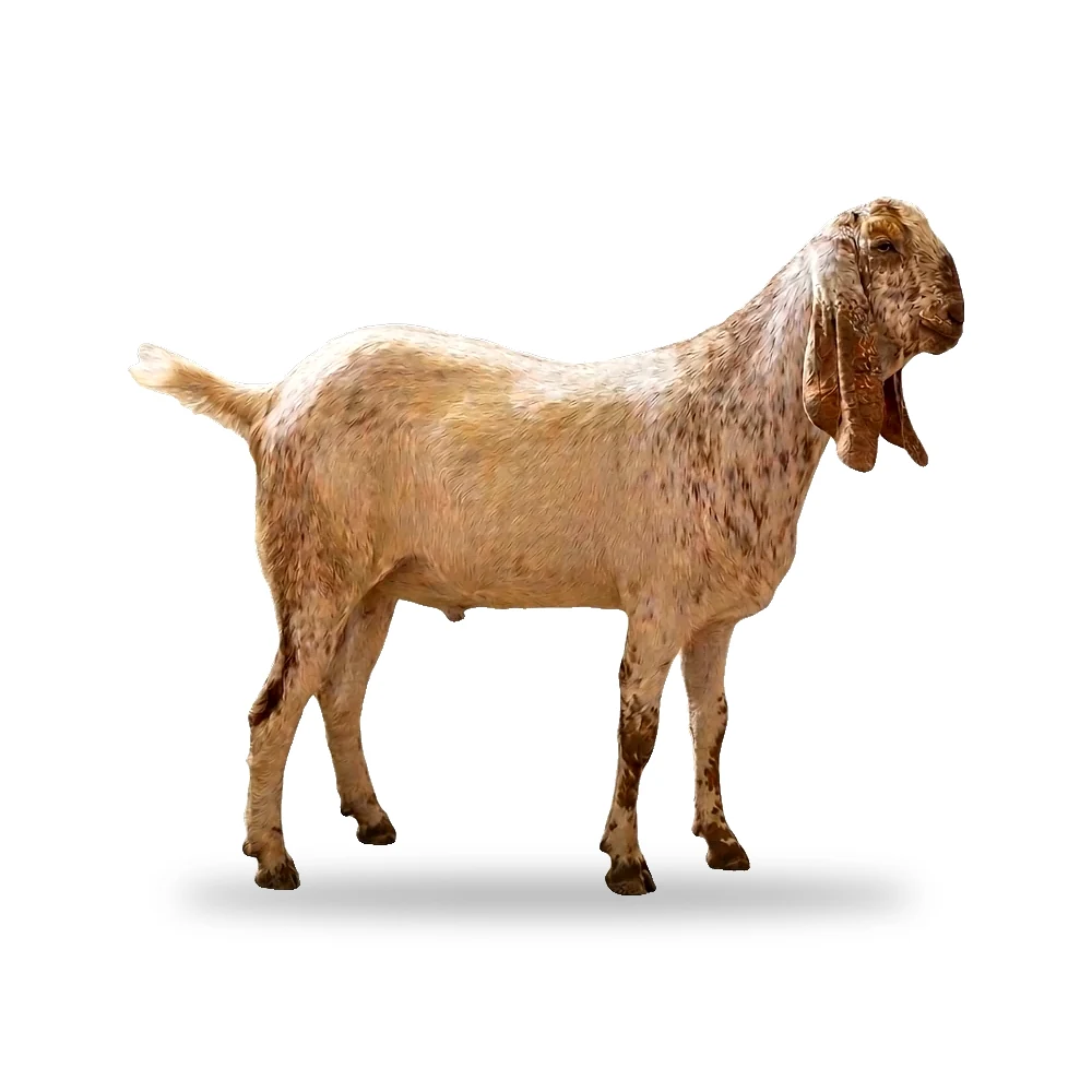 Diamond Aqeeqah Goat
